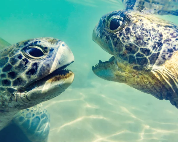 Schildkröten Unter Wasser Hikkaduwa Strand Sri Lanka — Stockfoto