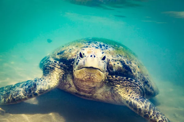 Hikkaduwa Sahilinde Turtle Sri Lanka — Stok fotoğraf