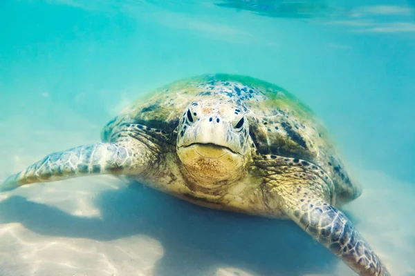 Морская Черепаха Водой Пляже Хиккадува Море Шри Ланки — стоковое фото