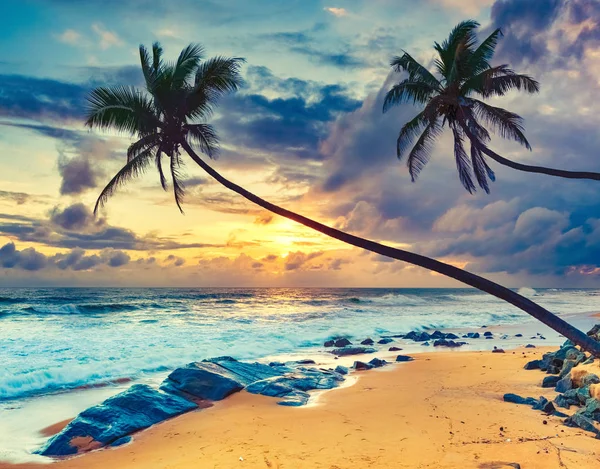 Tramonto Sul Mare Palme Primo Piano Paesaggio Fantastico Sri Lanka — Foto Stock