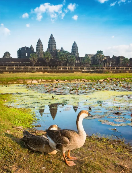 Angkor Wat Templo Que Refleja Agua Del Estanque Loto Atardecer — Foto de Stock