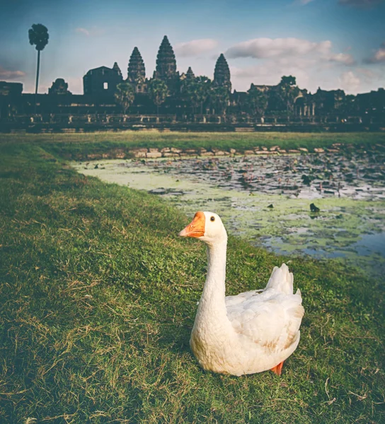 Angkor Wat Tapınağı Lotus Gölet Suda Günbatımında Yansıtan Üzerinde Plan — Stok fotoğraf