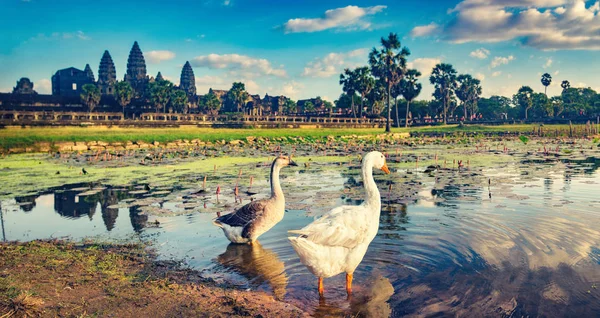 Храм Ангкор Ват Відображають Воді Ставок Лотосами Заході Сонця Качок — стокове фото