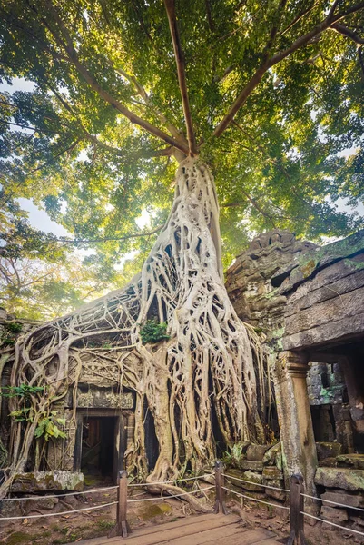 Prohm Tempel Van Angkor Siem Oogst Cambodja — Stockfoto