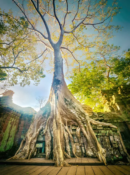 Prohm Tapınağı Nda Angkor Siem Biçmek Kamboçya — Stok fotoğraf