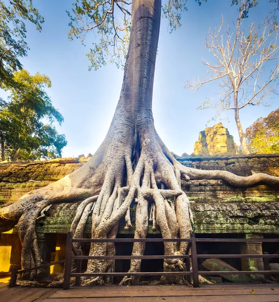 Prohm Tempel Van Angkor Siem Oogst Cambodja — Stockfoto