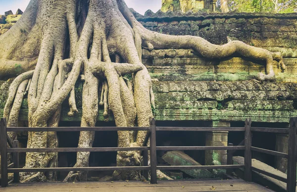Prohm Tempel Van Angkor Siem Oogst Cambodja Panorama — Stockfoto