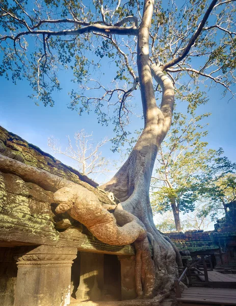 Prohm Tempel Van Angkor Siem Oogst Cambodja — Stockfoto