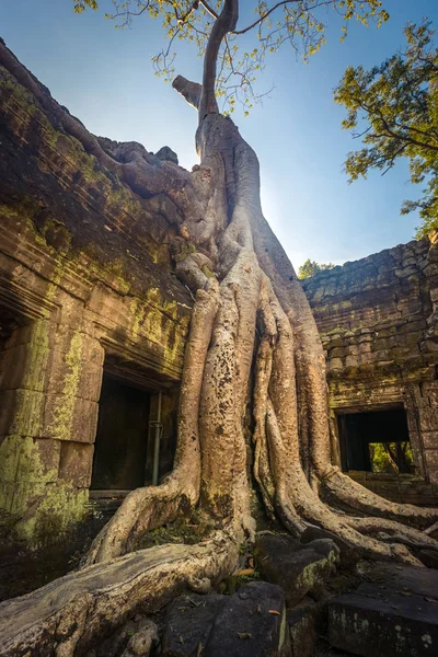 Prohm Tempel Van Angkor Siem Oogst Cambodja — Stockfoto