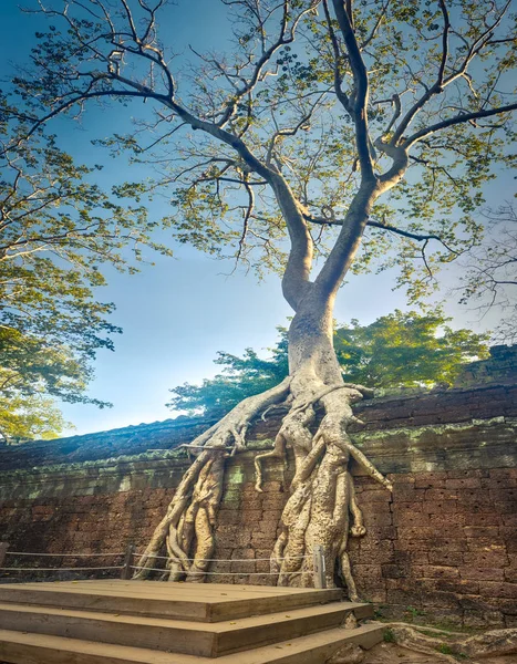 Prohm Tempel Van Angkor Siem Oogst Cambodja — Stockfoto