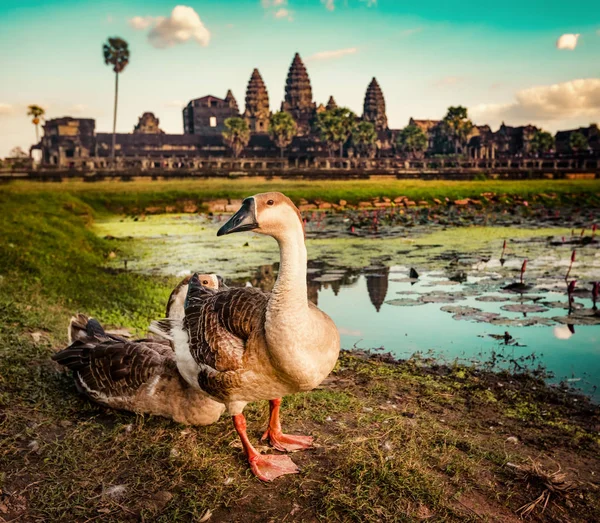 Angkor Wat Tapınağı Lotus Gölet Suda Günbatımında Yansıtan Üzerinde Plan — Stok fotoğraf