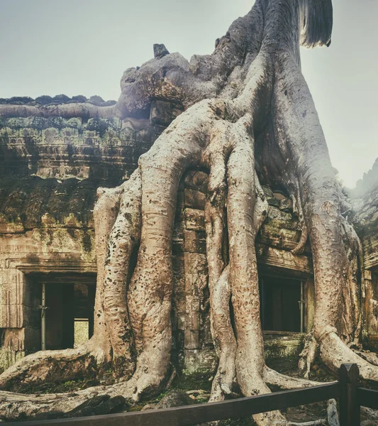 Prohm Tapınağı Nda Angkor Siem Biçmek Kamboçya — Stok fotoğraf