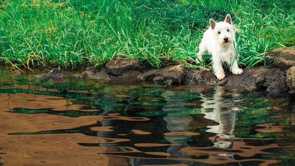 Lindo perro a orillas del río mirando a la cámara — Foto de Stock