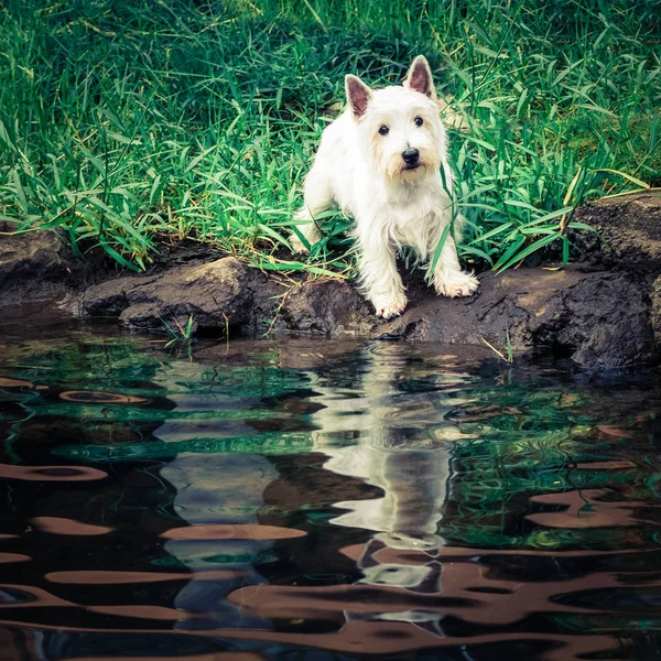 Lindo perro a orillas del río mirando a la cámara — Foto de Stock