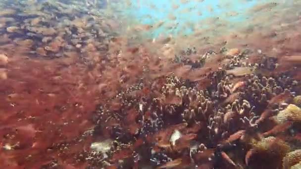 水中で魚の学校とサンゴ礁 スローモーション — ストック動画