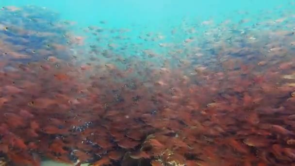 Arrecife Coral Con Escuela Peces Bajo Agua Movimiento Lento — Vídeo de stock
