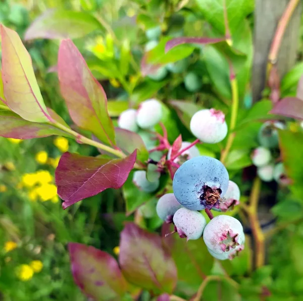 Close Huckleberry Ripening Bush — Stock Photo, Image