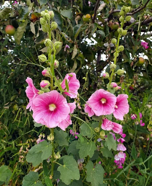 Zbliżenie Różowy Mallow Rośnie Ogrodzie Zdjęcie Stockowe