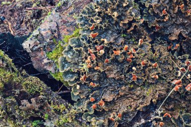 Taşlar, yaprakları ve yosun