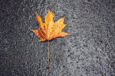 Portakal yaprağı. Yağmur