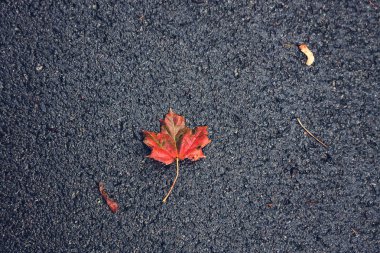 Kırmızı yaprak. Yağmur
