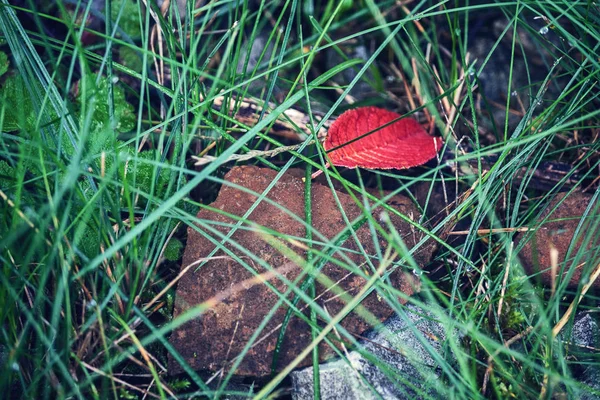 Природа Красный Пропуск — стоковое фото