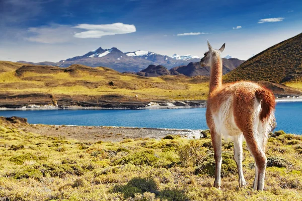 Guanaco Parque Nacional Torres Del Paine Patagonia Chile —  Fotos de Stock