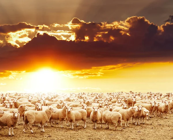 Çiftlik Hayvanları Koyun Sürüsü — Stok fotoğraf