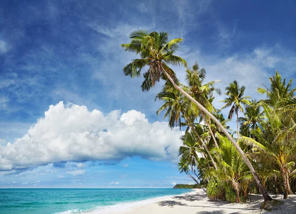 Tropikalna Plaża Palmami Białym Piaskiem — Zdjęcie stockowe