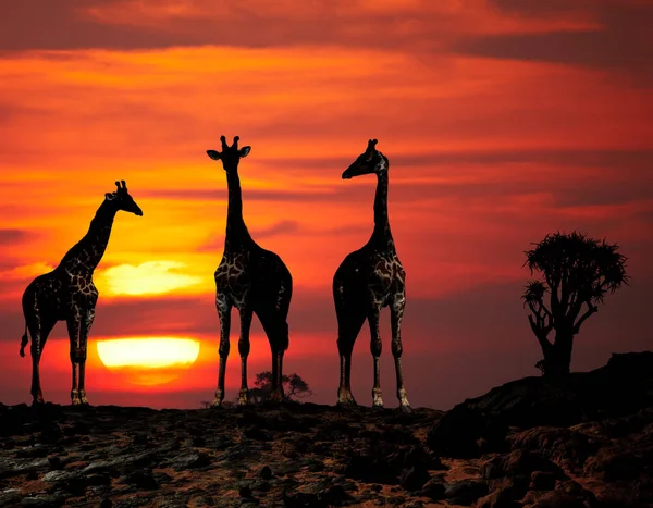 Gün Batımında Afrika Savana Zürafalar — Stok fotoğraf