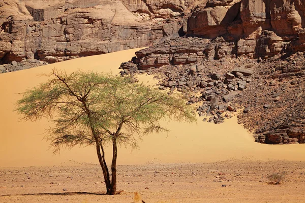Одно Дерево Пустыне Сахара Алжир — стоковое фото