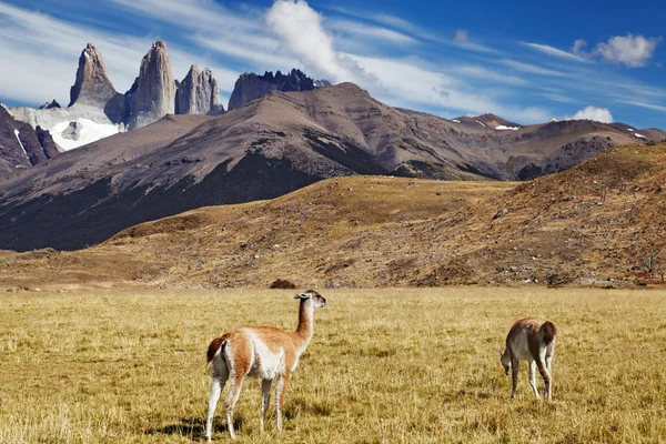 Guanaco Parku Narodowym Torres Del Paine Patagonia Chile — Zdjęcie stockowe