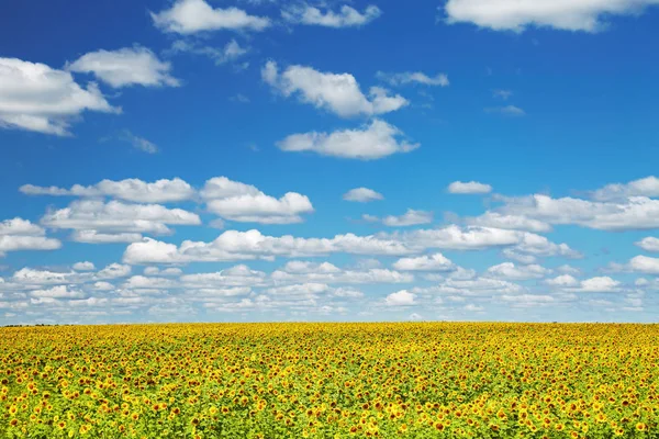Bright Sunflower Field Blue Sky — Stock Photo, Image