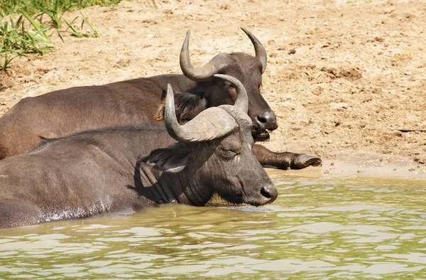 Buvoli Vodu Kazinga Kanál Národním Parku Queen Elizabeth Ugand — Stock fotografie