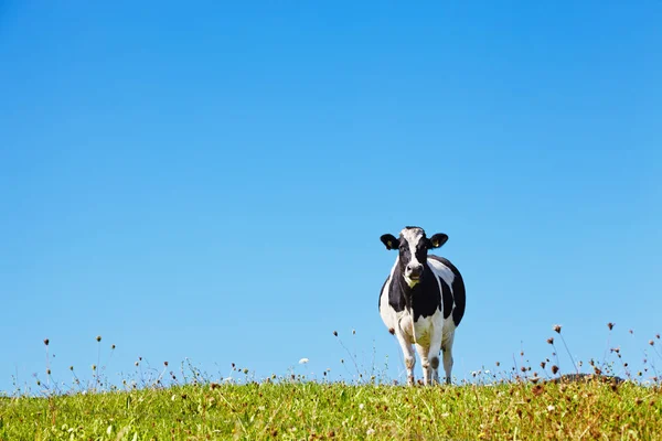 Vaca en el prado — Foto de Stock