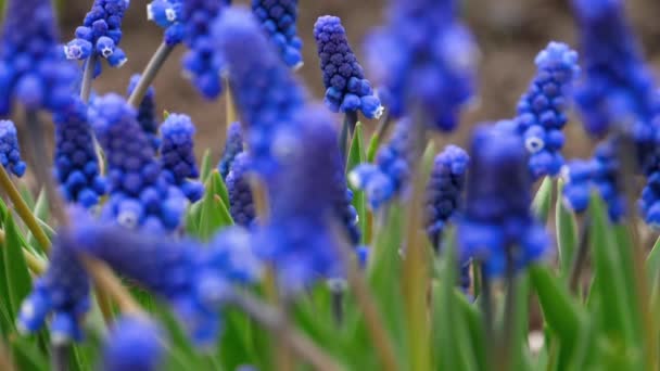 Fiori blu muscari — Video Stock