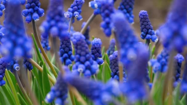 Flores azuis muscari — Vídeo de Stock