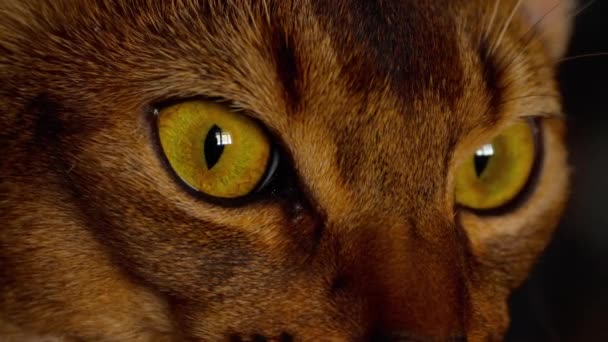 Abyssinian cat portrait