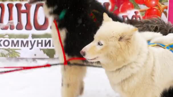 Sled dogs before the race — Stock Video