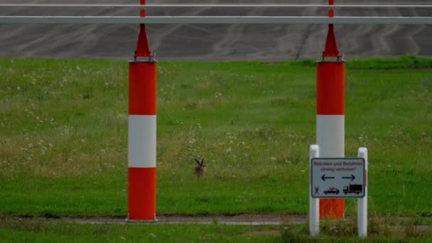 Hase in der Nähe der Landebahn des Düsseldorfer Flughafens — Stockvideo