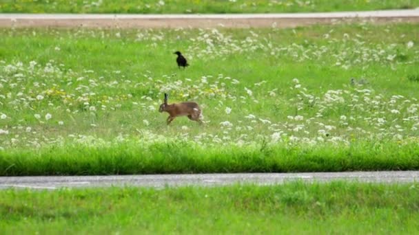 Liebre cerca de pista de aterrizaje del aeropuerto de Düsseldorf — Vídeo de stock