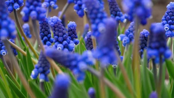 Mavi çiçekler muscari — Stok video