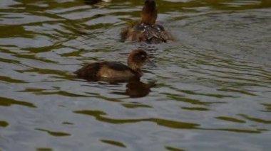 Mallard ördek yavrusu yüz ve dal