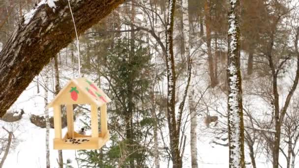 Mangeoire d'oiseaux dans le parc — Video