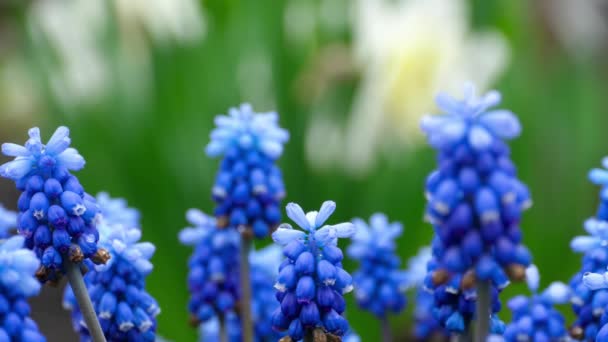 Μπλε λουλούδια Muscari με σταγόνες της βροχής — Αρχείο Βίντεο