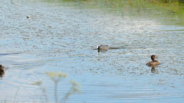 Coot ataque ánade real — Vídeos de Stock