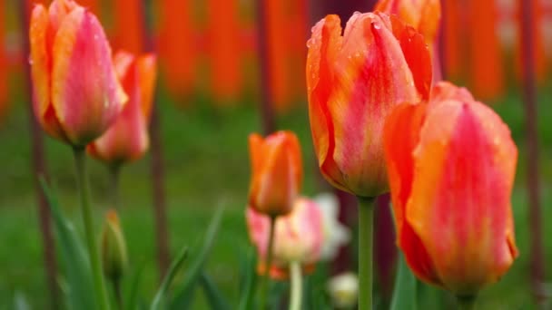 Röd-orange tulpaner blomma efter regn — Stockvideo