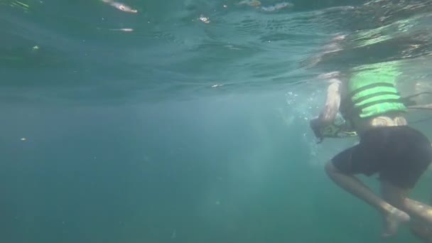 Snorkeling Cerca Isla Miang Islas Similan Tailandia — Vídeo de stock