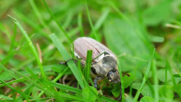 May-bug beetle in grass — Stock Video