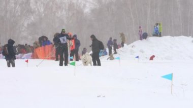 Husky köpek ve adam atlet skijoring yarışmalar sırasında